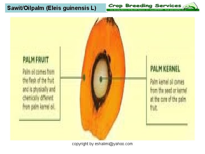 Sawit/Oilpalm (Eleis guinensis L) copyright by eshalimi@yahoo. com 