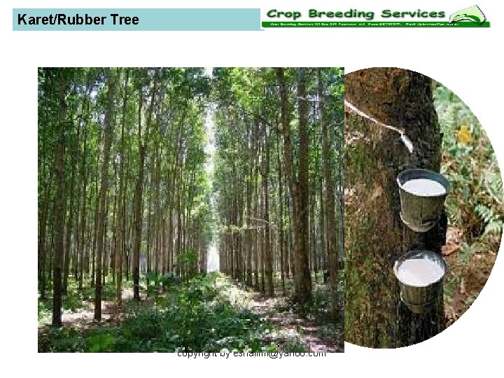 Karet/Rubber Tree copyright by eshalimi@yahoo. com 