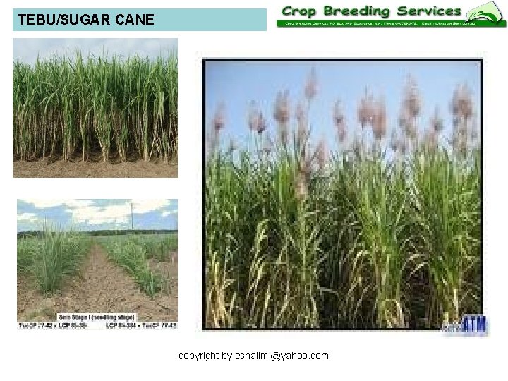 TEBU/SUGAR CANE copyright by eshalimi@yahoo. com 