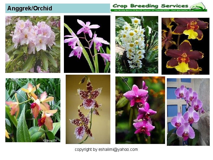 Anggrek/Orchid copyright by eshalimi@yahoo. com 