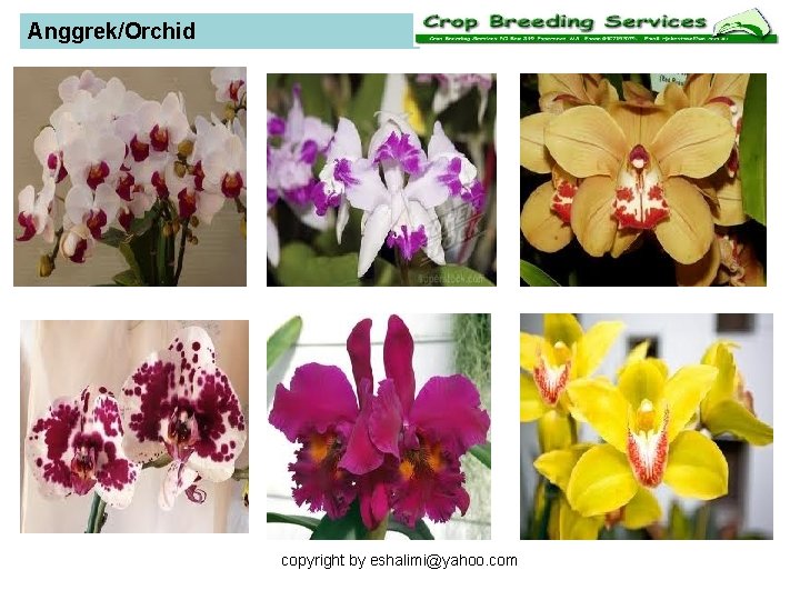 Anggrek/Orchid copyright by eshalimi@yahoo. com 