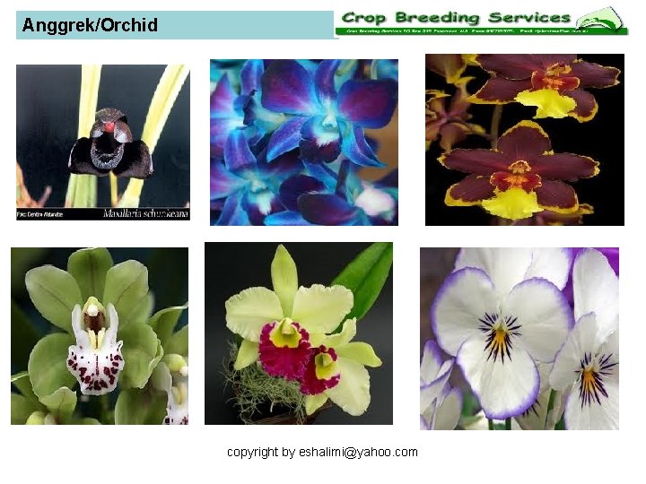 Anggrek/Orchid copyright by eshalimi@yahoo. com 