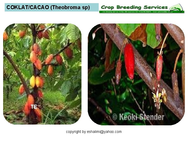 COKLAT/CACAO (Theobroma sp) TE copyright by eshalimi@yahoo. com 