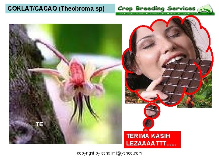 COKLAT/CACAO (Theobroma sp) TE TERIMA KASIH LEZAAAATTT. . . copyright by eshalimi@yahoo. com 