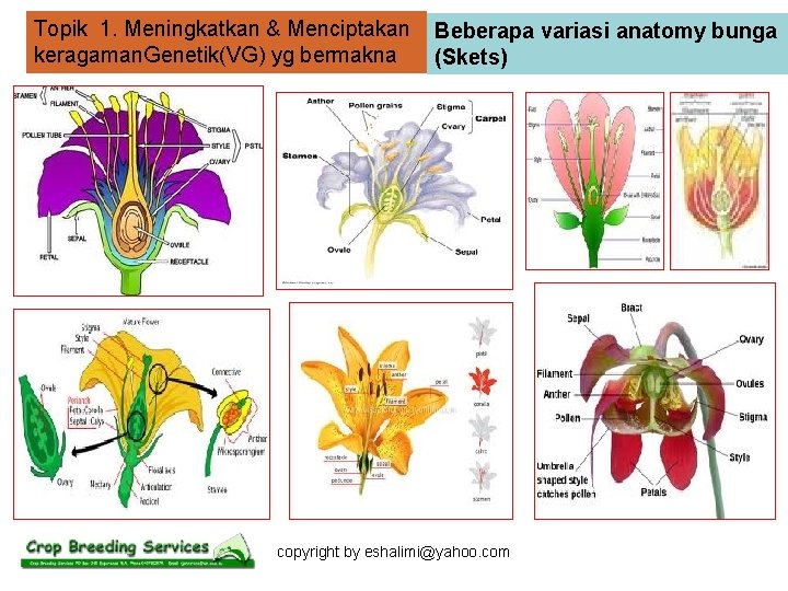 Topik 1. Meningkatkan & Menciptakan keragaman. Genetik(VG) yg bermakna Beberapa variasi anatomy bunga (Skets)