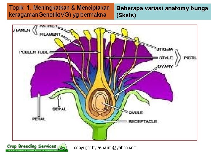 Topik 1. Meningkatkan & Menciptakan keragaman. Genetik(VG) yg bermakna Beberapa variasi anatomy bunga (Skets)