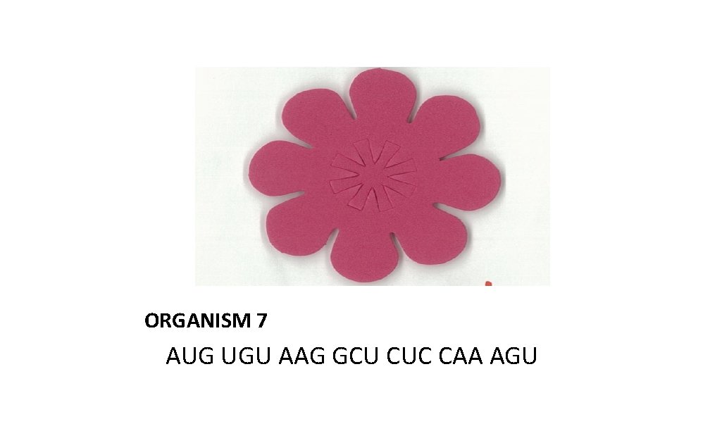 ORGANISM 7 AUG UGU AAG GCU CUC CAA AGU 