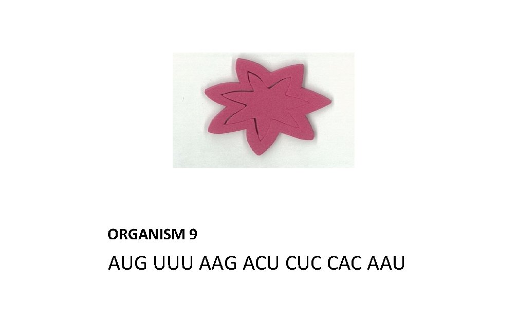 ORGANISM 9 AUG UUU AAG ACU CUC CAC AAU 