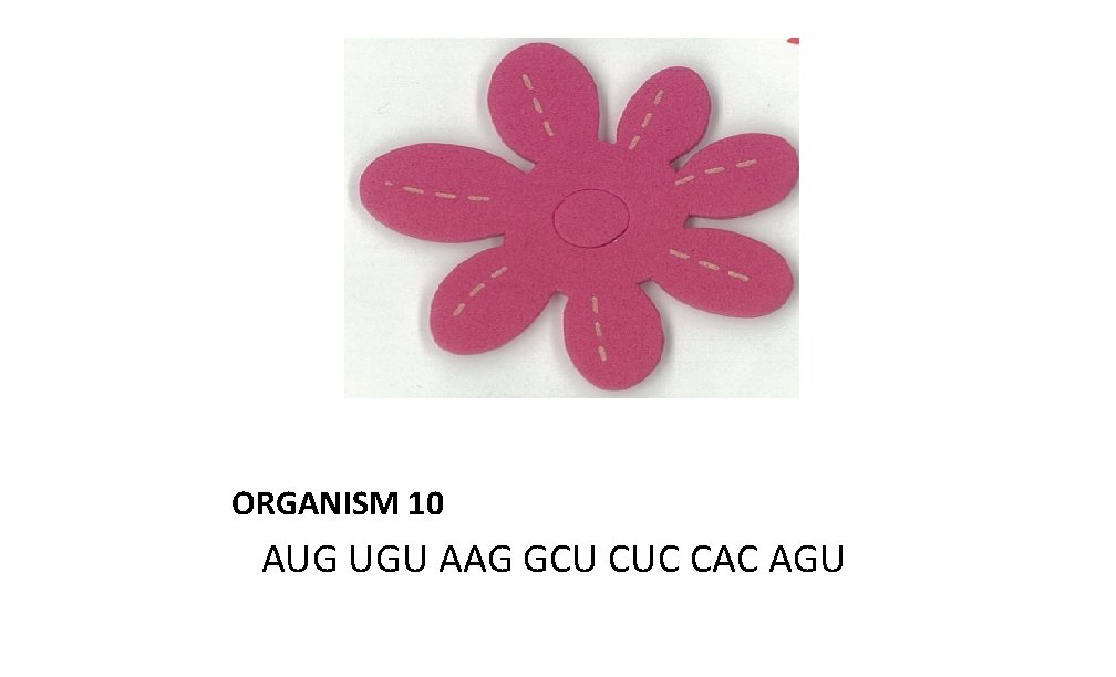 ORGANISM 10 AUG UGU AAG GCU CUC CAC AGU 