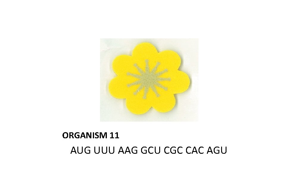 ORGANISM 11 AUG UUU AAG GCU CGC CAC AGU 