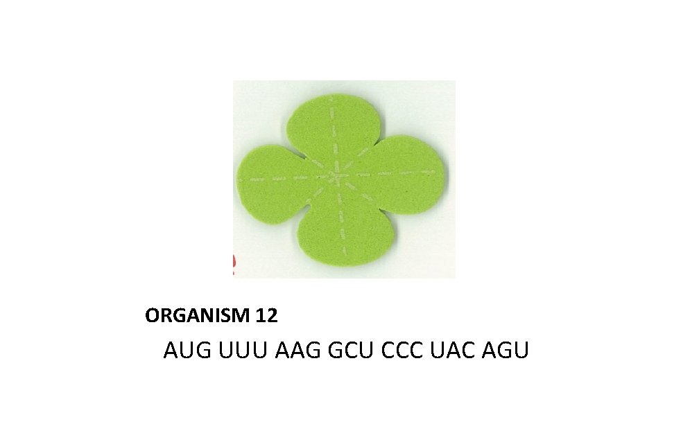 ORGANISM 12 AUG UUU AAG GCU CCC UAC AGU 