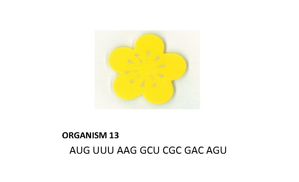 ORGANISM 13 AUG UUU AAG GCU CGC GAC AGU 