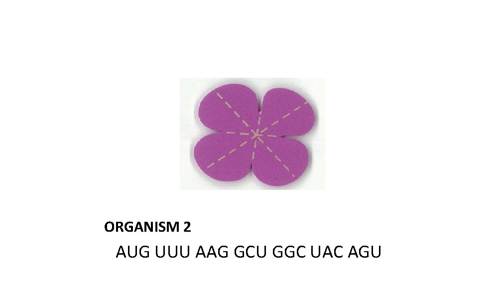 ORGANISM 2 AUG UUU AAG GCU GGC UAC AGU 