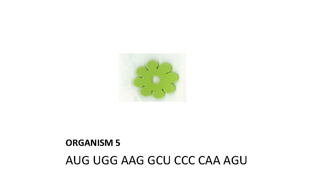 ORGANISM 5 AUG UGG AAG GCU CCC CAA AGU 