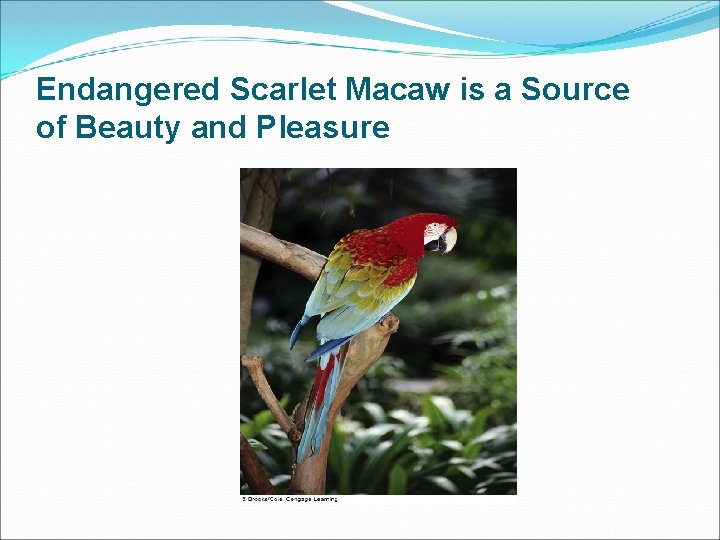 Endangered Scarlet Macaw is a Source of Beauty and Pleasure 