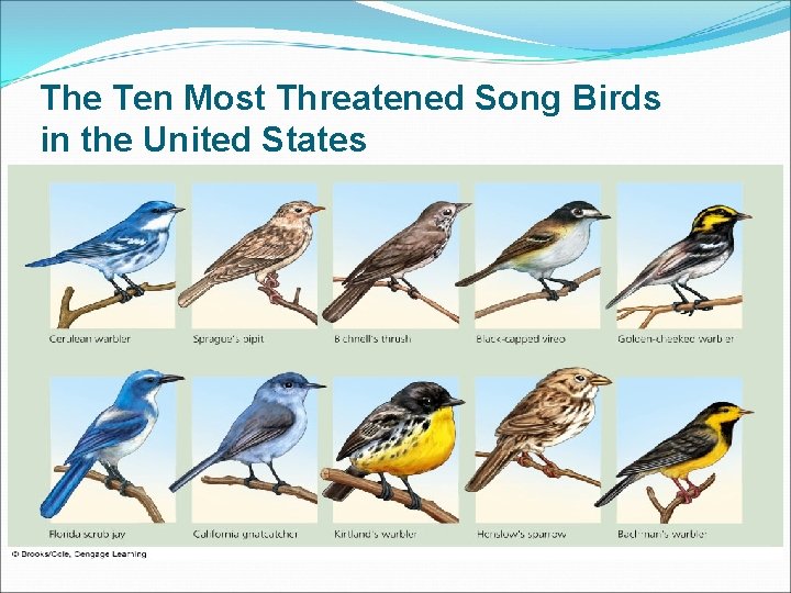 The Ten Most Threatened Song Birds in the United States 