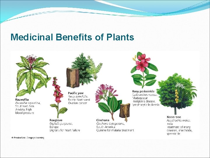 Medicinal Benefits of Plants 