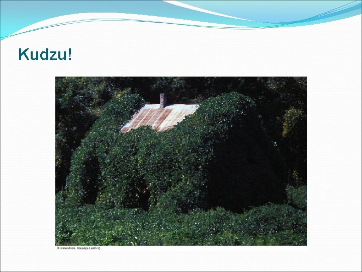 Kudzu! 