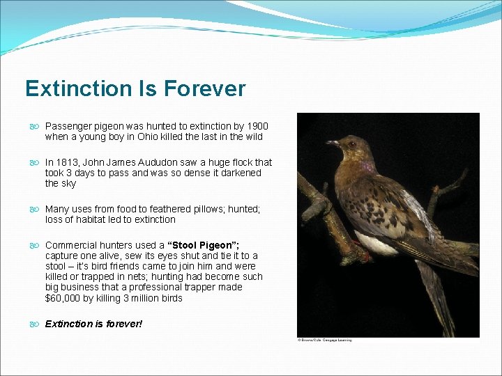 Extinction Is Forever Passenger pigeon was hunted to extinction by 1900 when a young