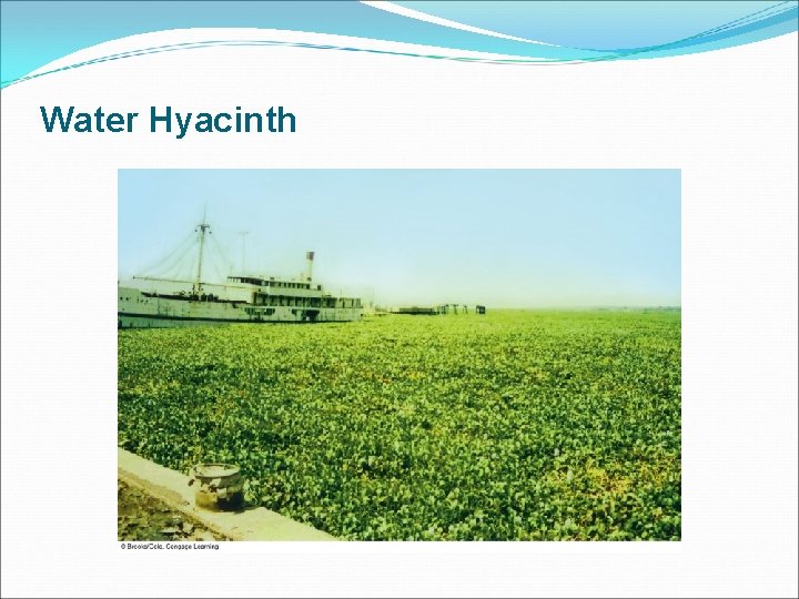 Water Hyacinth 