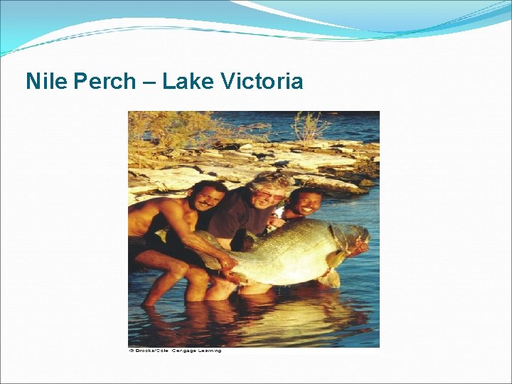 Nile Perch – Lake Victoria 