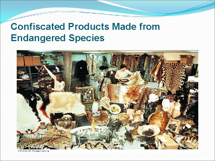 Confiscated Products Made from Endangered Species 