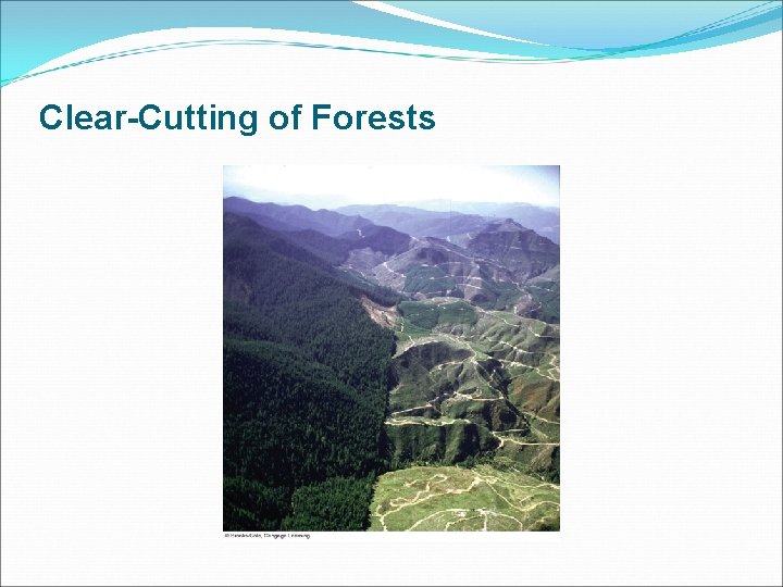 Clear-Cutting of Forests 