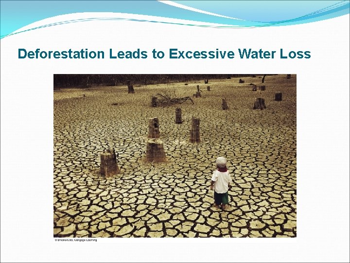 Deforestation Leads to Excessive Water Loss 