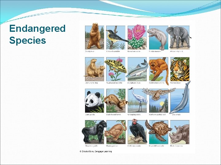 Endangered Species 