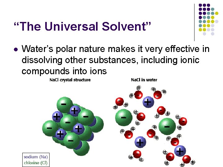 “The Universal Solvent” l Water’s polar nature makes it very effective in dissolving other “The Universal Solvent” l Water’s polar nature makes it very effective in dissolving other