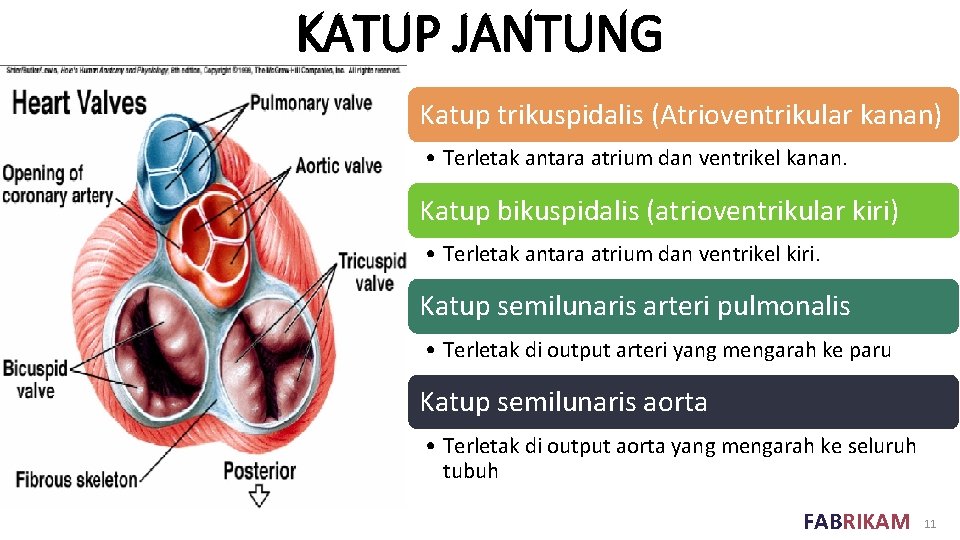 KATUP JANTUNG Katup trikuspidalis (Atrioventrikular kanan) • Terletak antara atrium dan ventrikel kanan. Katup