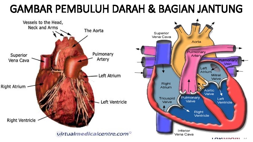 GAMBAR PEMBULUH DARAH & BAGIAN JANTUNG FABRIKAM 15 