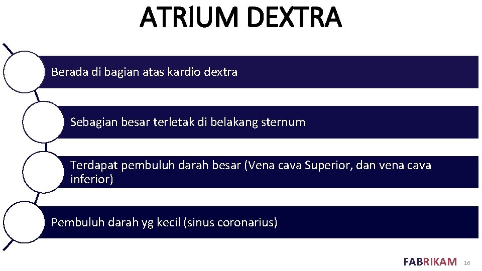 ATRIUM DEXTRA Berada di bagian atas kardio dextra Sebagian besar terletak di belakang sternum