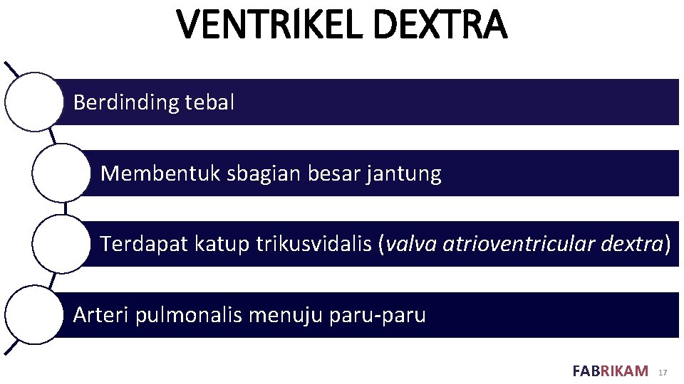 VENTRIKEL DEXTRA Berdinding tebal Membentuk sbagian besar jantung Terdapat katup trikusvidalis (valva atrioventricular dextra)