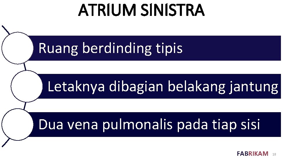 ATRIUM SINISTRA Ruang berdinding tipis Letaknya dibagian belakang jantung Dua vena pulmonalis pada tiap