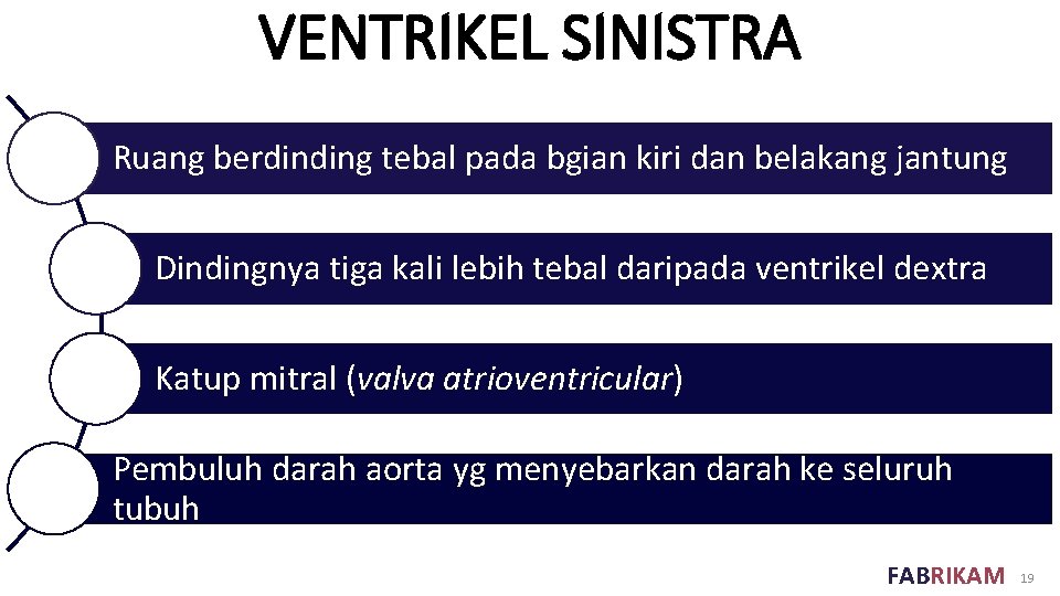 VENTRIKEL SINISTRA Ruang berdinding tebal pada bgian kiri dan belakang jantung Dindingnya tiga kali