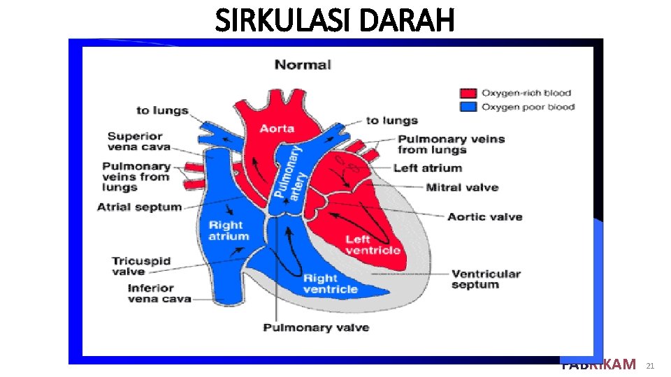 SIRKULASI DARAH FABRIKAM 21 