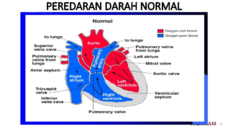 PEREDARAN DARAH NORMAL FABRIKAM 27 