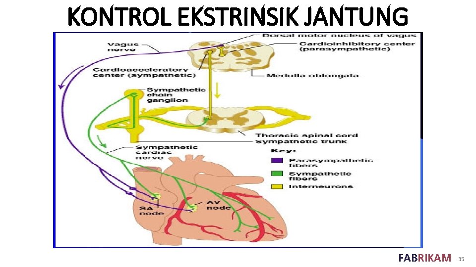 KONTROL EKSTRINSIK JANTUNG FABRIKAM 35 