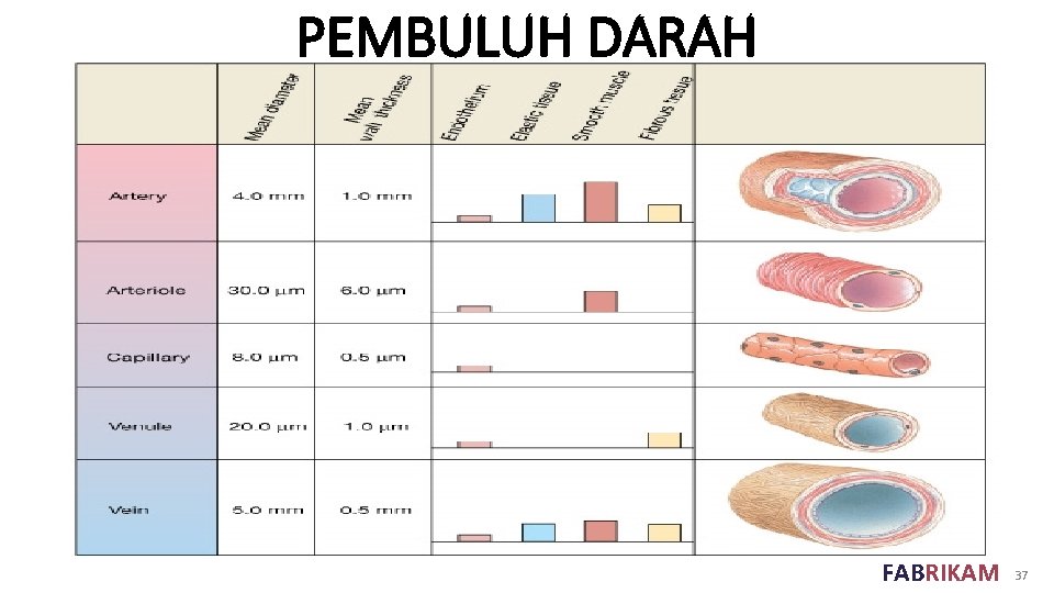 PEMBULUH DARAH FABRIKAM 37 