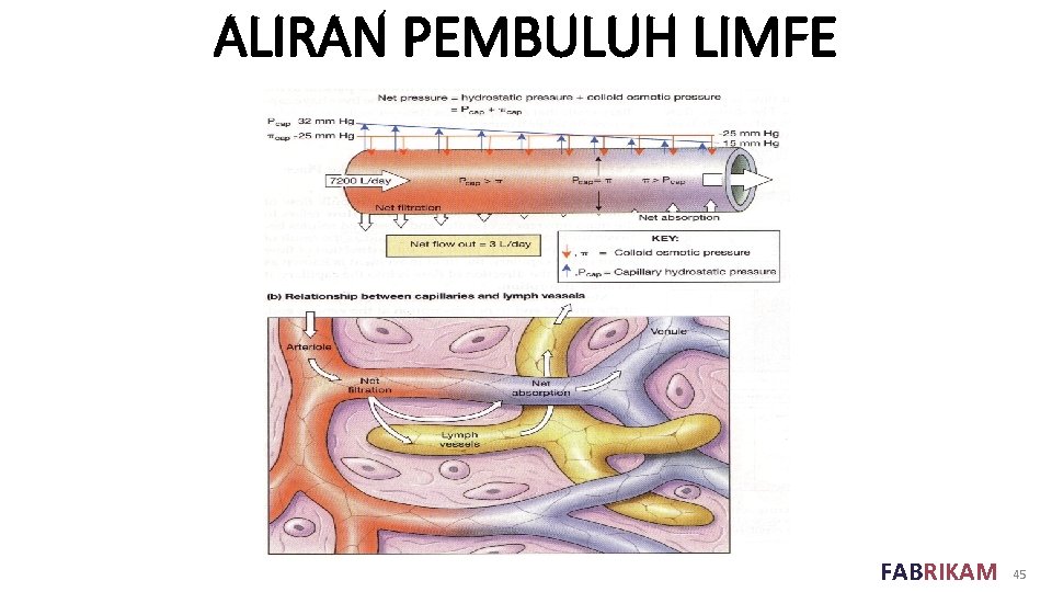 ALIRAN PEMBULUH LIMFE FABRIKAM 45 