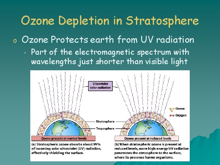 Ozone Depletion in Stratosphere o Ozone Protects earth from UV radiation • Part of