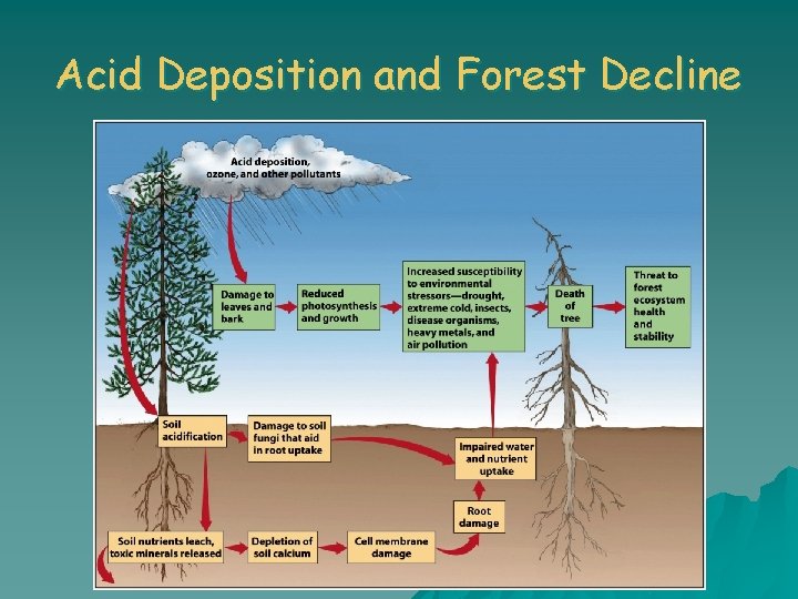 Acid Deposition and Forest Decline 