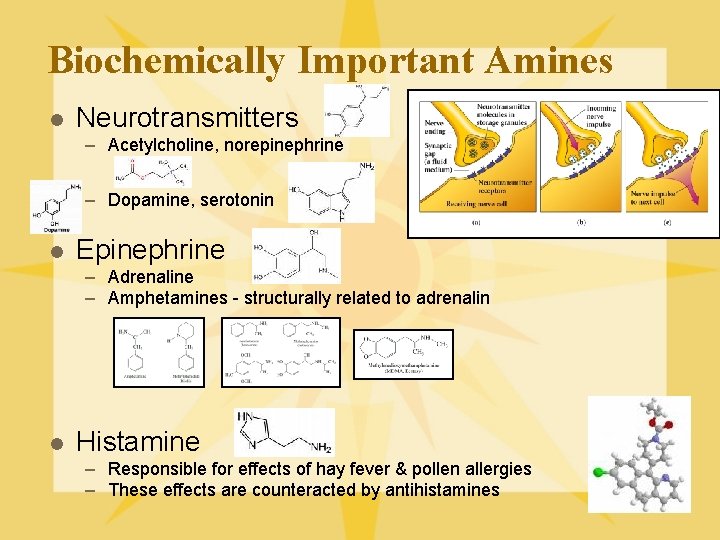 Biochemically Important Amines l Neurotransmitters – Acetylcholine, norepinephrine – Dopamine, serotonin l Epinephrine –