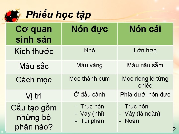 Phiếu học tập Cơ quan sinh sản Nón đực Nón cái Kích thước Nhỏ