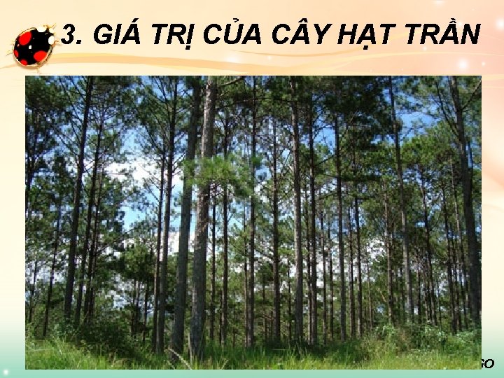 3. GIÁ TRỊ CỦA C Y HẠT TRẦN LOGO 