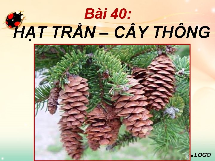 Bài 40: HẠT TRẦN – C Y THÔNG www. themegallery. com LOGO 