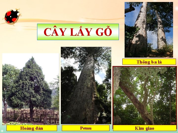 C Y LẤY GỖ Thông ba lá Hoàng đàn Pơmu Kim giao LOGO 