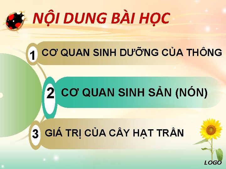 NỘI DUNG BÀI HỌC 1 CƠ QUAN SINH DƯỠNG CỦA THÔNG 2 3 CƠ