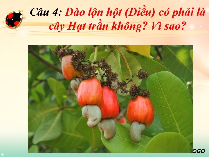 Câu 4: Đào lộn hột (Điều) có phải là cây Hạt trần không? Vì